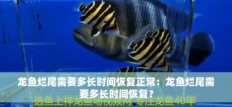 龍魚爛尾需要多長時間恢復(fù)正常：龍魚爛尾需要多長時間恢復(fù)？