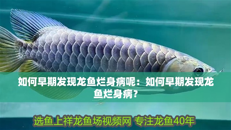 如何早期發現龍魚爛身病呢：如何早期發現龍魚爛身??？