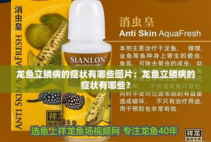 龍魚立鱗病的癥狀有哪些圖片：龍魚立鱗病的癥狀有哪些？
