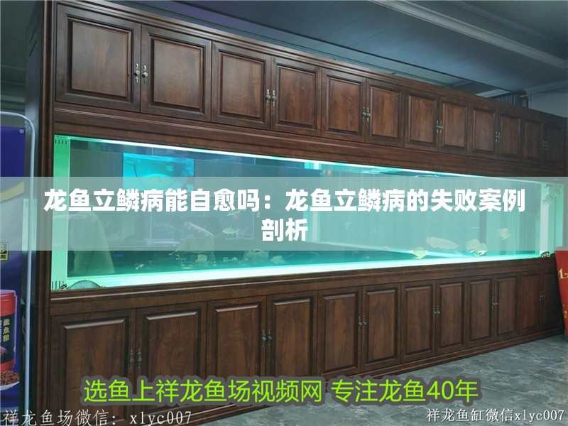 龍魚立鱗病能自愈嗎：龍魚立鱗病的失敗案例剖析