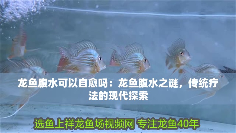 龍魚腹水可以自愈嗎：龍魚腹水之謎，傳統療法的現代探索
