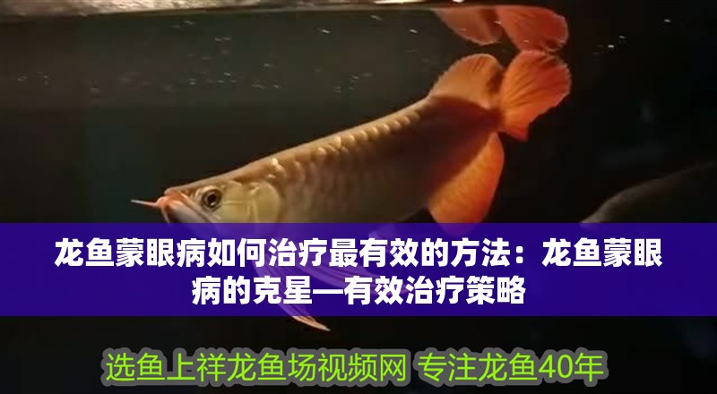 龍魚(yú)蒙眼病如何治療最有效的方法：龍魚(yú)蒙眼病的克星—有效治療策略