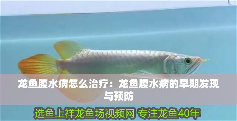 龍魚腹水病怎么治療：龍魚腹水病的早期發(fā)現(xiàn)與預(yù)防