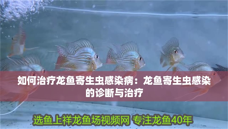 如何治療龍魚(yú)寄生蟲(chóng)感染病：龍魚(yú)寄生蟲(chóng)感染的診斷與治療
