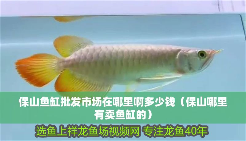 保山魚缸批發市場在哪里啊多少錢（保山哪里有賣魚缸的）