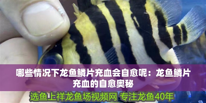 哪些情況下龍魚鱗片充血會自愈呢：龍魚鱗片充血的自愈奧秘