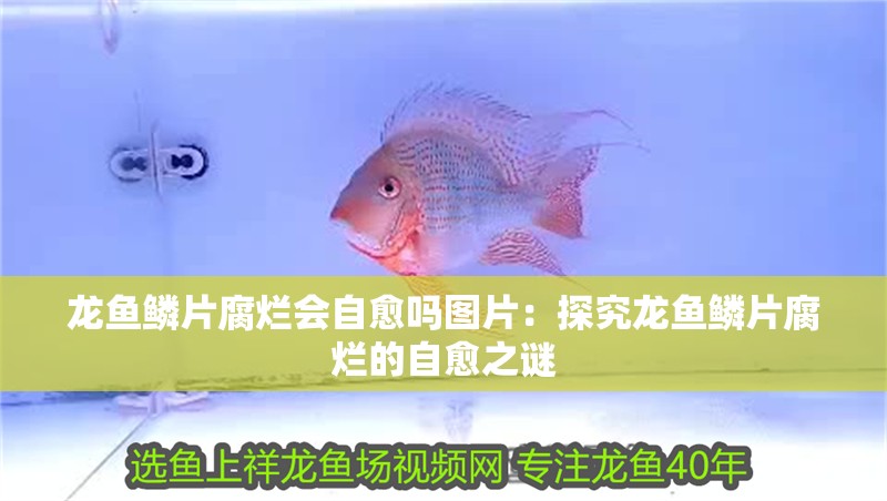 龍魚鱗片腐爛會自愈嗎圖片：探究龍魚鱗片腐爛的自愈之謎