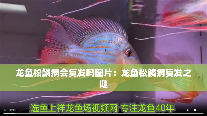 龍魚松鱗病會復發嗎圖片：龍魚松鱗病復發之謎
