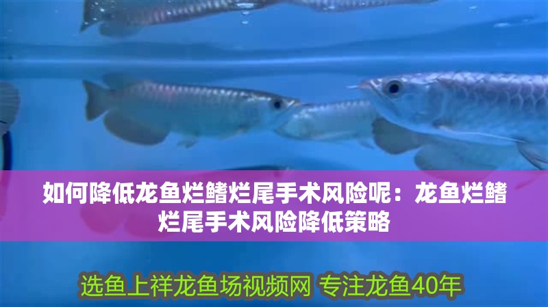 如何降低龍魚爛鰭爛尾手術風險呢：龍魚爛鰭爛尾手術風險降低策略