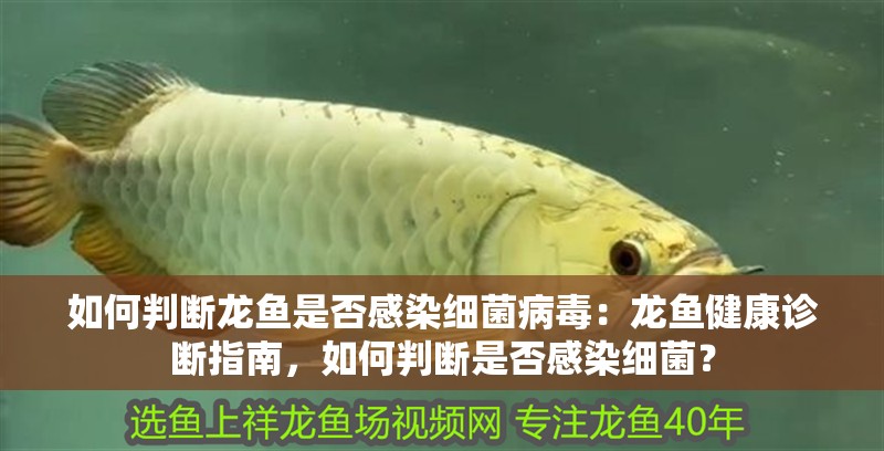 如何判斷龍魚是否感染細菌病毒：龍魚健康診斷指南，如何判斷是否感染細菌？