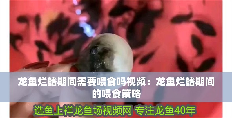 龍魚爛鰭期間需要喂食嗎視頻：龍魚爛鰭期間的喂食策略