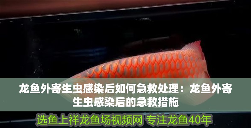 龍魚外寄生蟲感染后如何急救處理：龍魚外寄生蟲感染后的急救措施