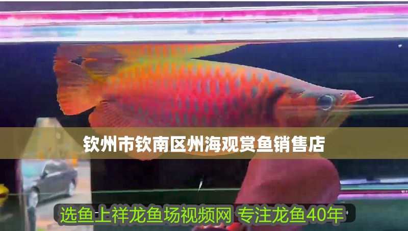 欽州市欽南區州海觀賞魚銷售店
