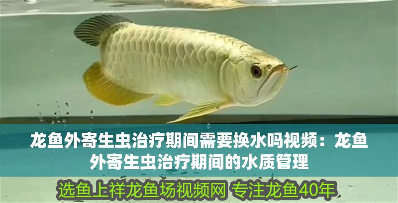 龍魚外寄生蟲治療期間需要換水嗎視頻：龍魚外寄生蟲治療期間的水質(zhì)管理
