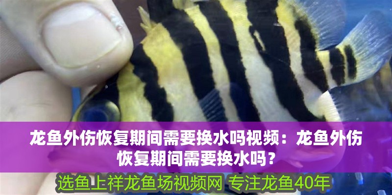 龍魚外傷恢復期間需要換水嗎視頻：龍魚外傷恢復期間需要換水嗎？