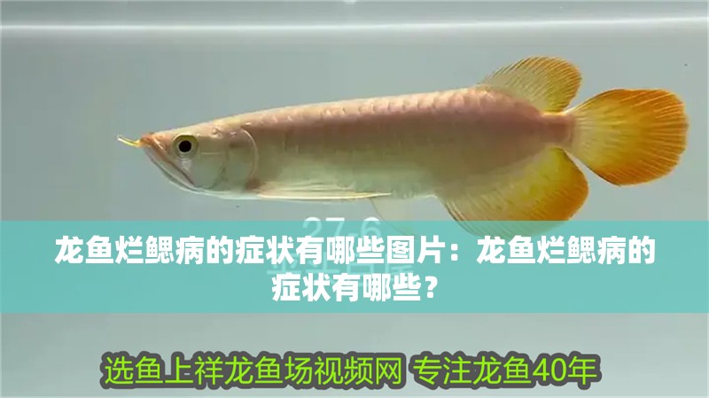龍魚爛鰓病的癥狀有哪些圖片：龍魚爛鰓病的癥狀有哪些？