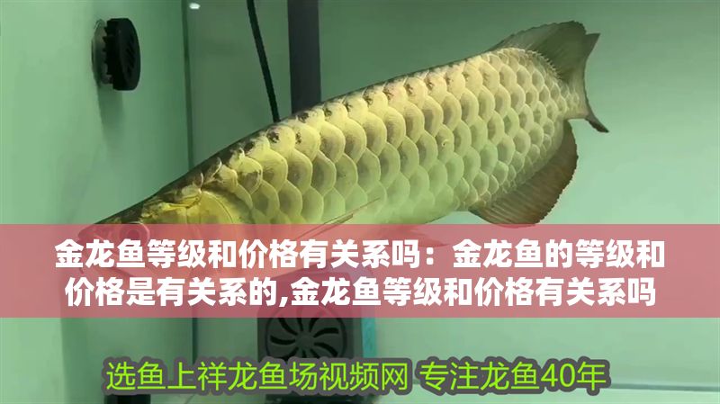 金龍魚等級和價格有關系嗎：金龍魚的等級和價格是有關系的,金龍魚等級和價格有關系嗎