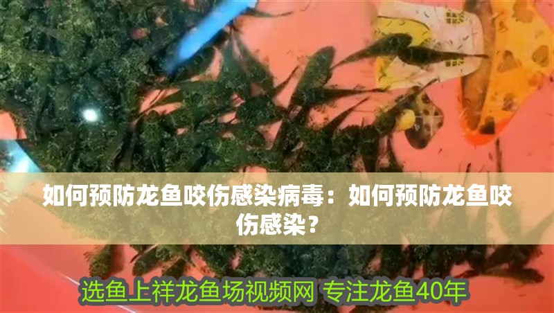 如何預(yù)防龍魚咬傷感染病毒：如何預(yù)防龍魚咬傷感染？