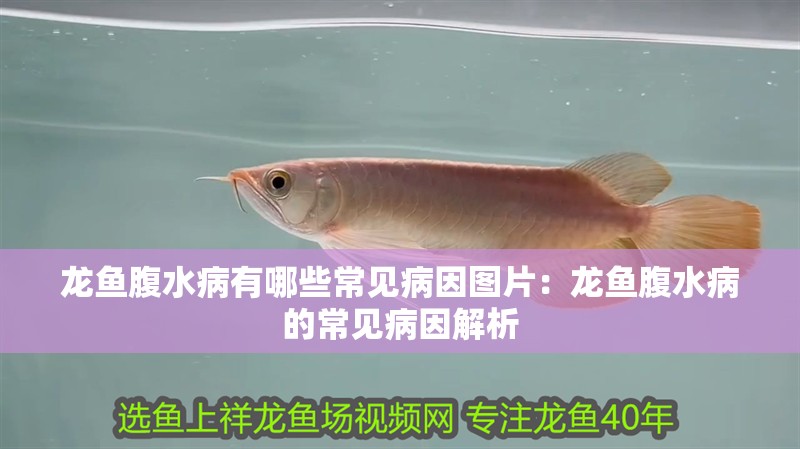 魚缸過濾器選購指南:自制魚缸過濾器魚缸上置過濾器對于養魚愛好者的必備知識 龍魚腹水病有哪些常見病因圖片:龍魚腹水病的常見病因解析 水族問答 龍魚腹水病有哪些常見病因圖片:龍魚腹水病的常見病因解析 龍魚腹水病有哪些常見病因圖片:龍魚腹水病的常見病因解析 水族問答