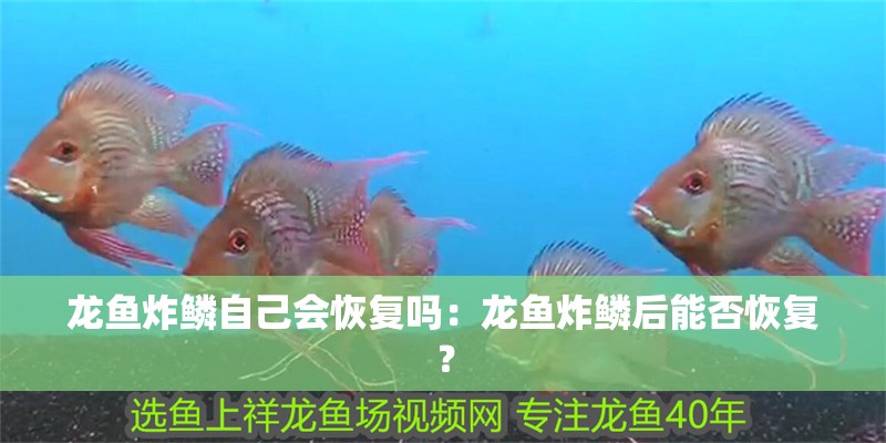 龍魚炸鱗自己會(huì)恢復(fù)嗎：龍魚炸鱗后能否恢復(fù)？