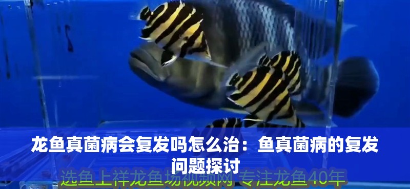 龍魚真菌病會復發嗎怎么治：魚真菌病的復發問題探討