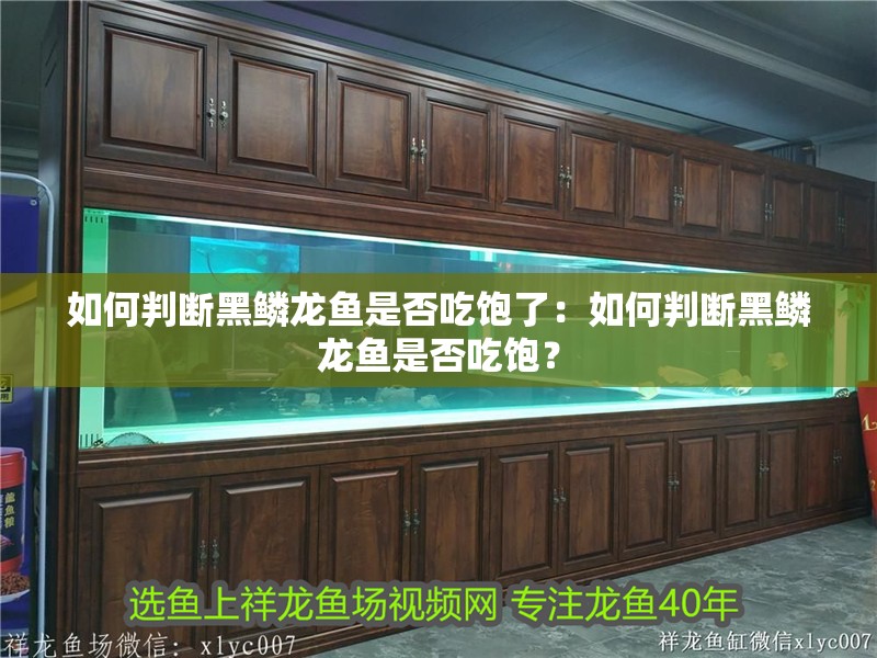 如何判斷黑鱗龍魚是否吃飽了：如何判斷黑鱗龍魚是否吃飽？