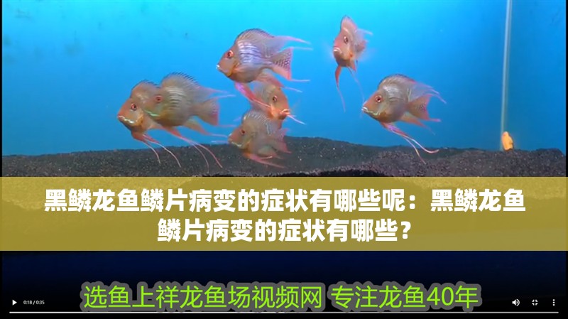 黑鱗龍魚鱗片病變的癥狀有哪些呢：黑鱗龍魚鱗片病變的癥狀有哪些？