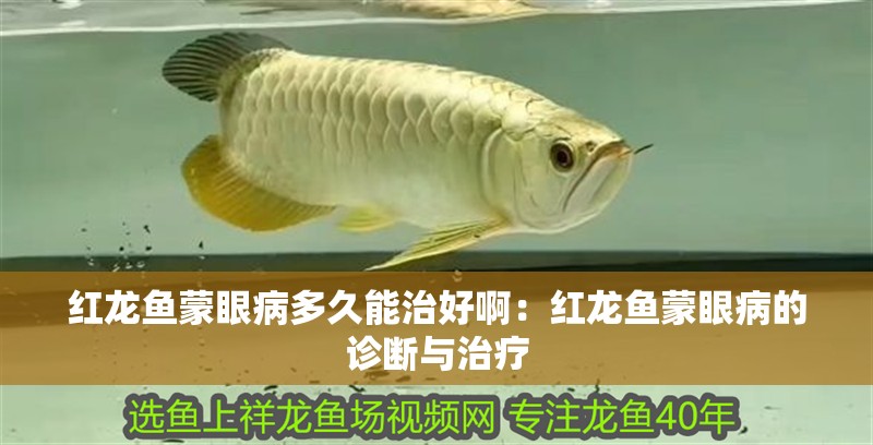 紅龍魚(yú)蒙眼病多久能治好啊：紅龍魚(yú)蒙眼病的診斷與治療