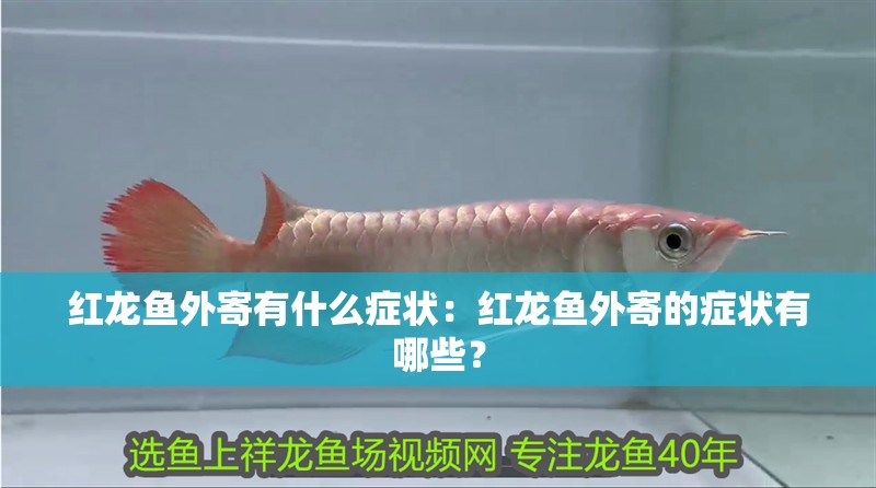 紅龍魚外寄有什么癥狀：紅龍魚外寄的癥狀有哪些？
