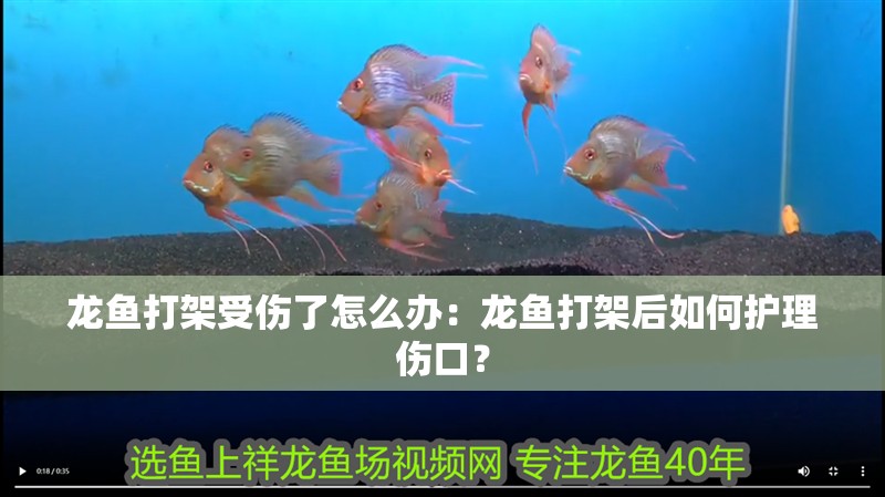 龍魚打架受傷了怎么辦：龍魚打架后如何護理傷口？