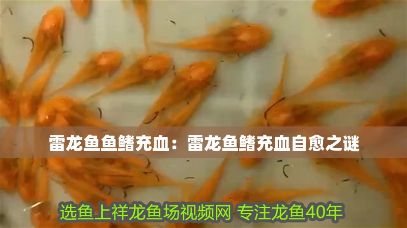 雷龍魚魚鰭充血：雷龍魚鰭充血自愈之謎
