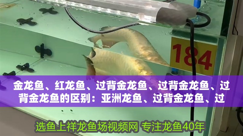 金龍魚、紅龍魚、過背金龍魚、過背金龍魚、過背金龍魚的區別：亞洲龍魚、過背金龍魚、過背金龍魚、黃尾龍魚、黃尾龍魚的區別 金龍魚、紅龍魚、過背金龍魚、過背金龍魚、過背金龍魚的區別：亞洲龍魚、過背金龍魚、過背金龍魚、黃尾龍魚、黃尾龍魚的區別 龍魚百科