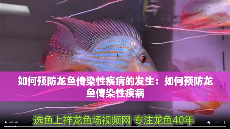 如何預(yù)防龍魚傳染性疾病的發(fā)生：如何預(yù)防龍魚傳染性疾病