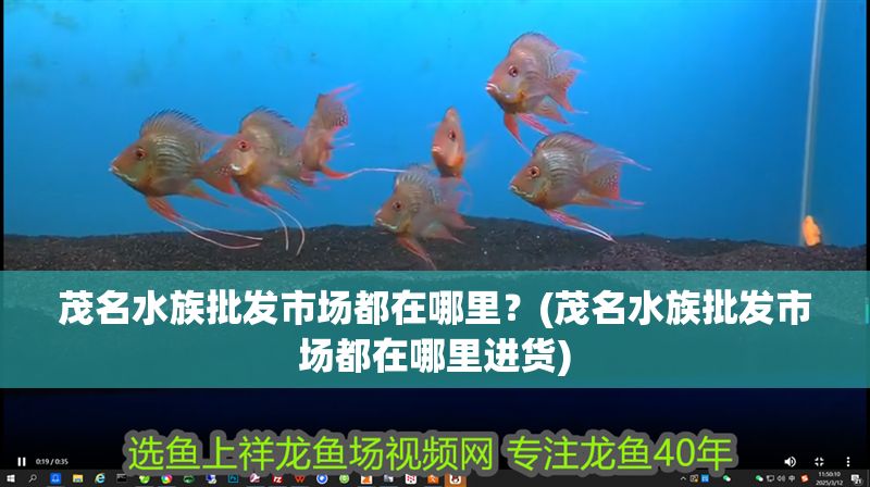 茂名水族批發市場都在哪里？(茂名水族批發市場都在哪里進貨)