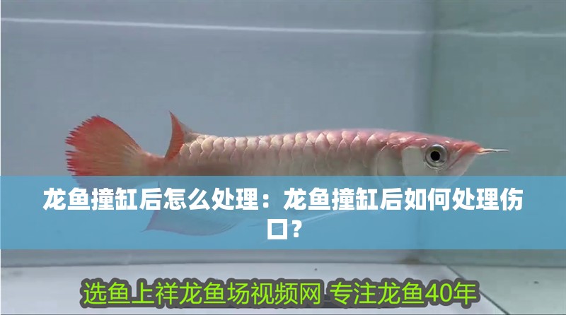 龍魚撞缸后怎么處理：龍魚撞缸后如何處理傷口？