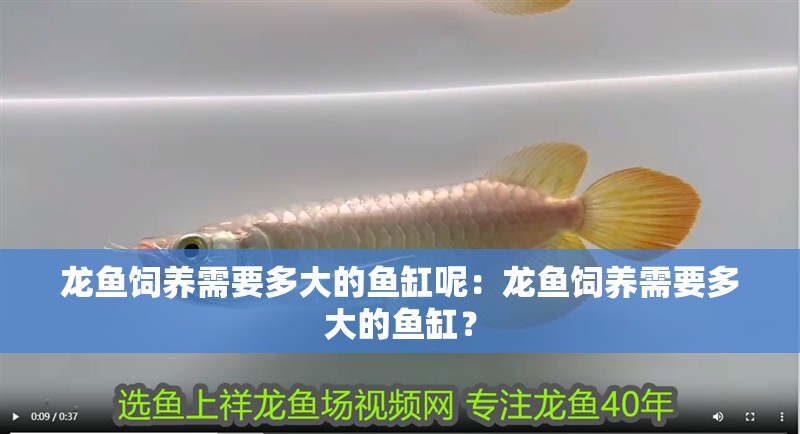 龍魚飼養需要多大的魚缸呢：龍魚飼養需要多大的魚缸？