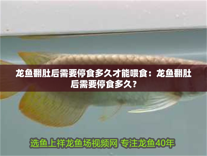 龍魚翻肚后需要停食多久才能喂食：龍魚翻肚后需要停食多久？