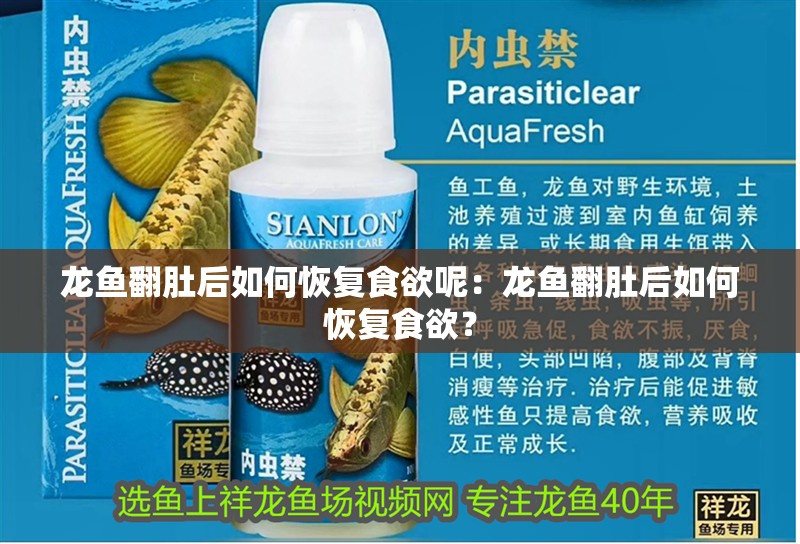 龍魚翻肚后如何恢復(fù)食欲呢：龍魚翻肚后如何恢復(fù)食欲？