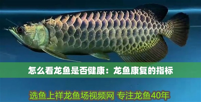 怎么看龍魚是否健康：龍魚康復(fù)的指標(biāo)