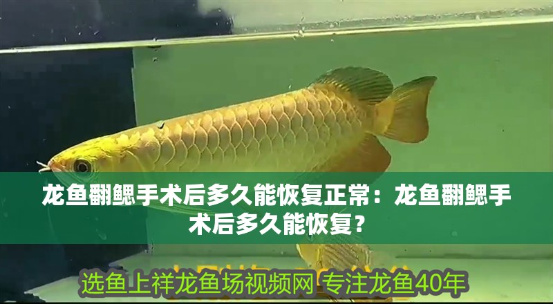 龍魚翻鰓手術后多久能恢復正常：龍魚翻鰓手術后多久能恢復？