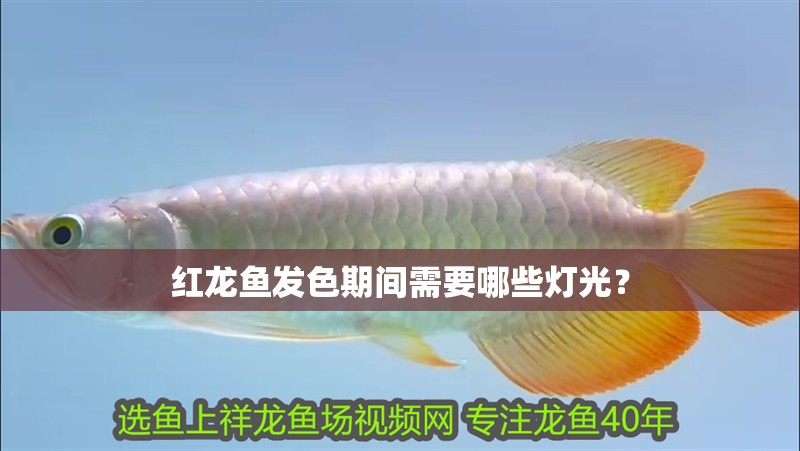紅龍魚發色期間需要哪些燈光？