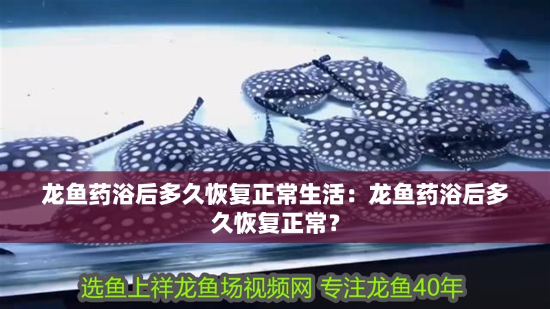 龍魚藥浴后多久恢復(fù)正常生活：龍魚藥浴后多久恢復(fù)正常？