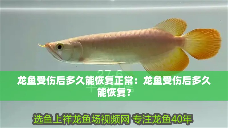 龍魚受傷后多久能恢復正常：龍魚受傷后多久能恢復？