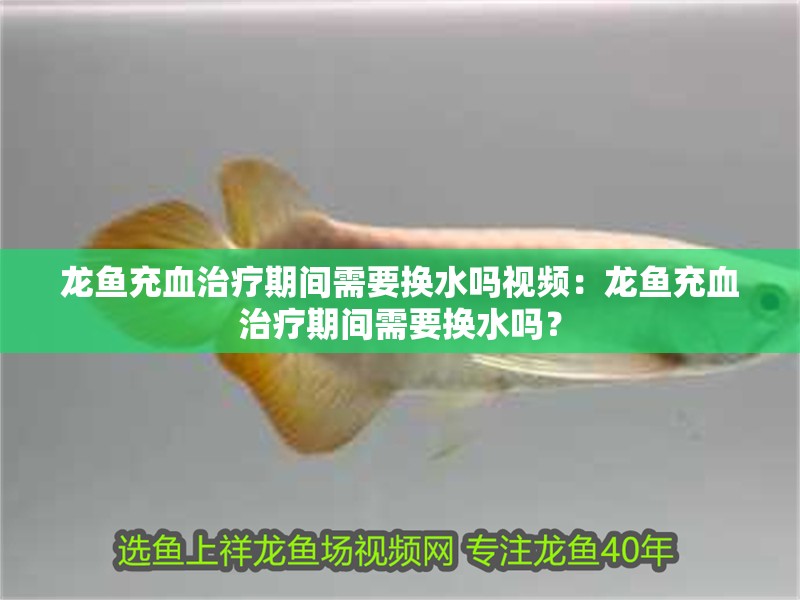 龍魚充血治療期間需要換水嗎視頻：龍魚充血治療期間需要換水嗎？