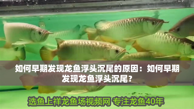 如何早期發現龍魚浮頭沉尾的原因：如何早期發現龍魚浮頭沉尾？