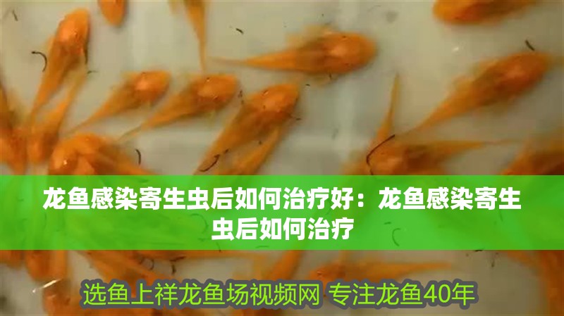 龍魚感染寄生蟲后如何治療好：龍魚感染寄生蟲后如何治療