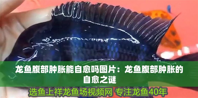 龍魚腹部腫脹能自愈嗎圖片：龍魚腹部腫脹的自愈之謎
