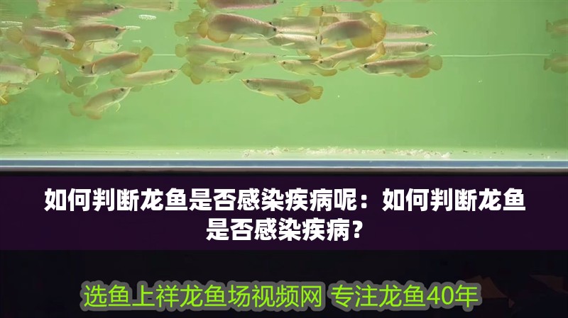 如何判斷龍魚是否感染疾病呢：如何判斷龍魚是否感染疾??？