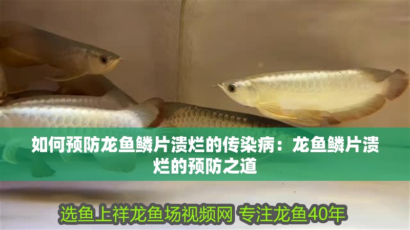 如何預(yù)防龍魚鱗片潰爛的傳染病：龍魚鱗片潰爛的預(yù)防之道