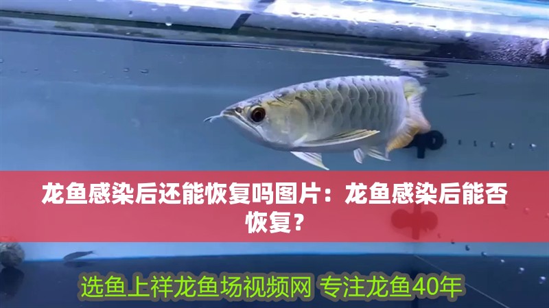 龍魚感染后還能恢復嗎圖片：龍魚感染后能否恢復？